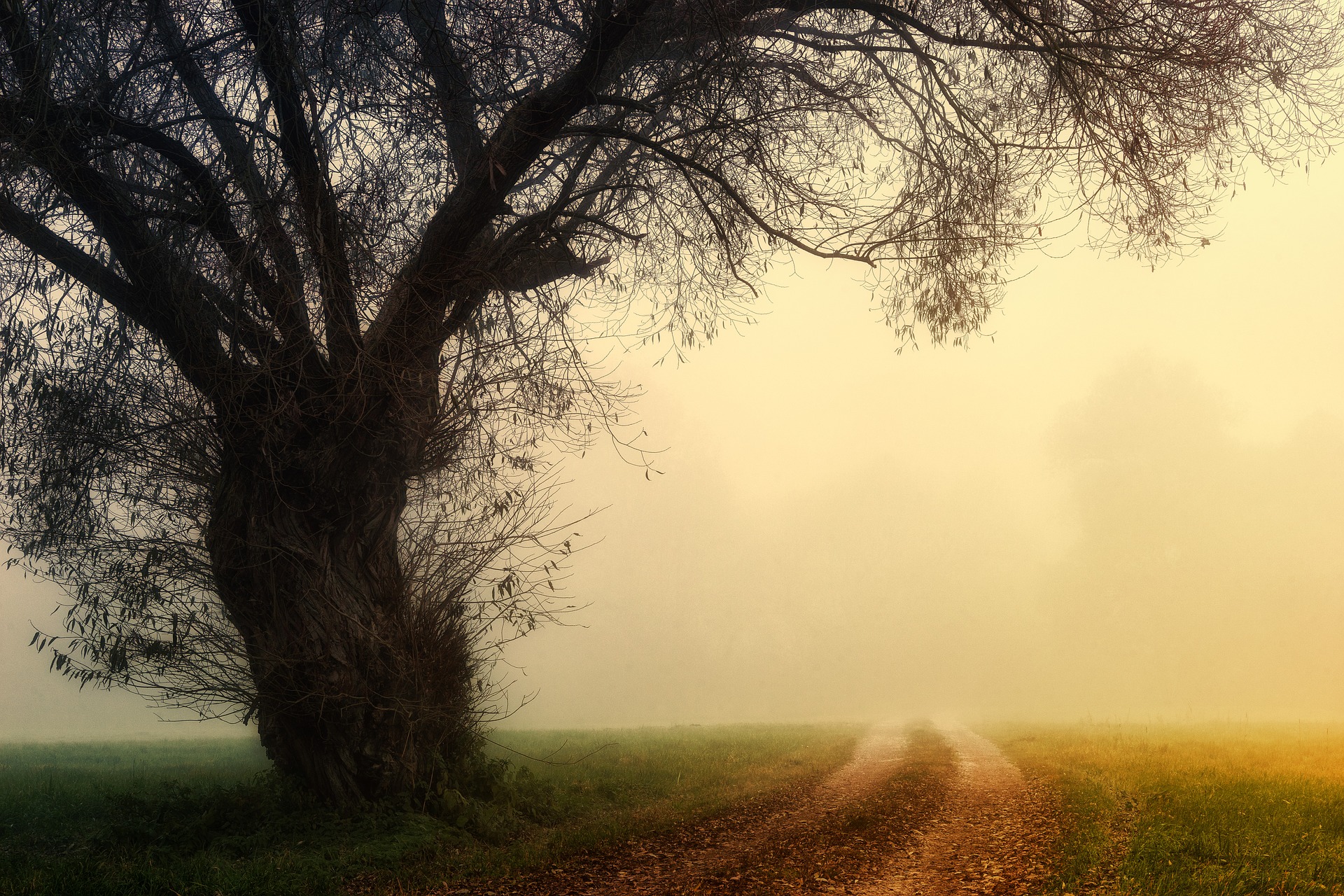 Image by Johannes Plenio (Pixabay) A large old tree stands next to a dirt road that curves into a fog bank