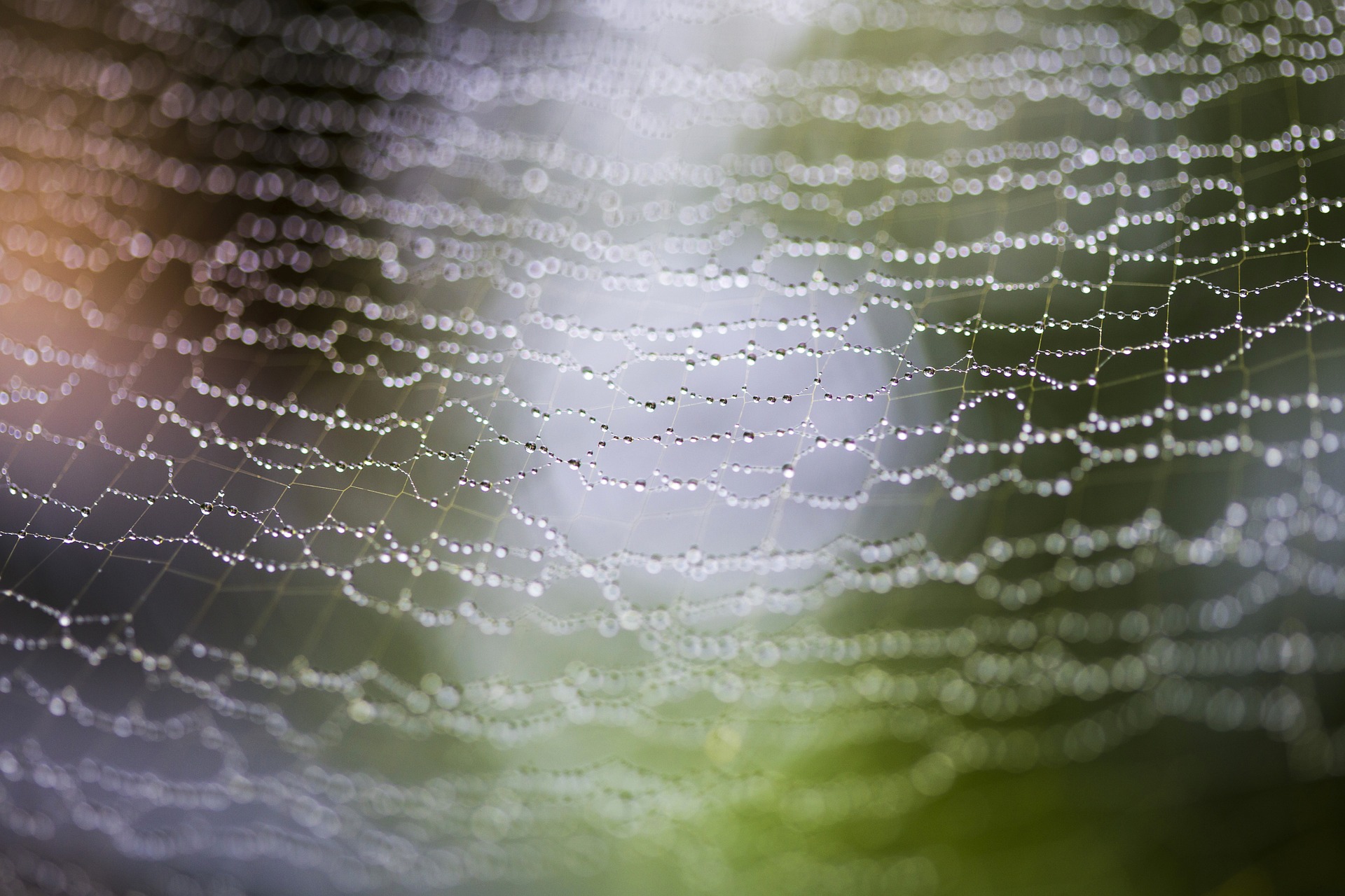 Image by Milada Vigerova Dew hangs from a fragile spider web, against a blurred background